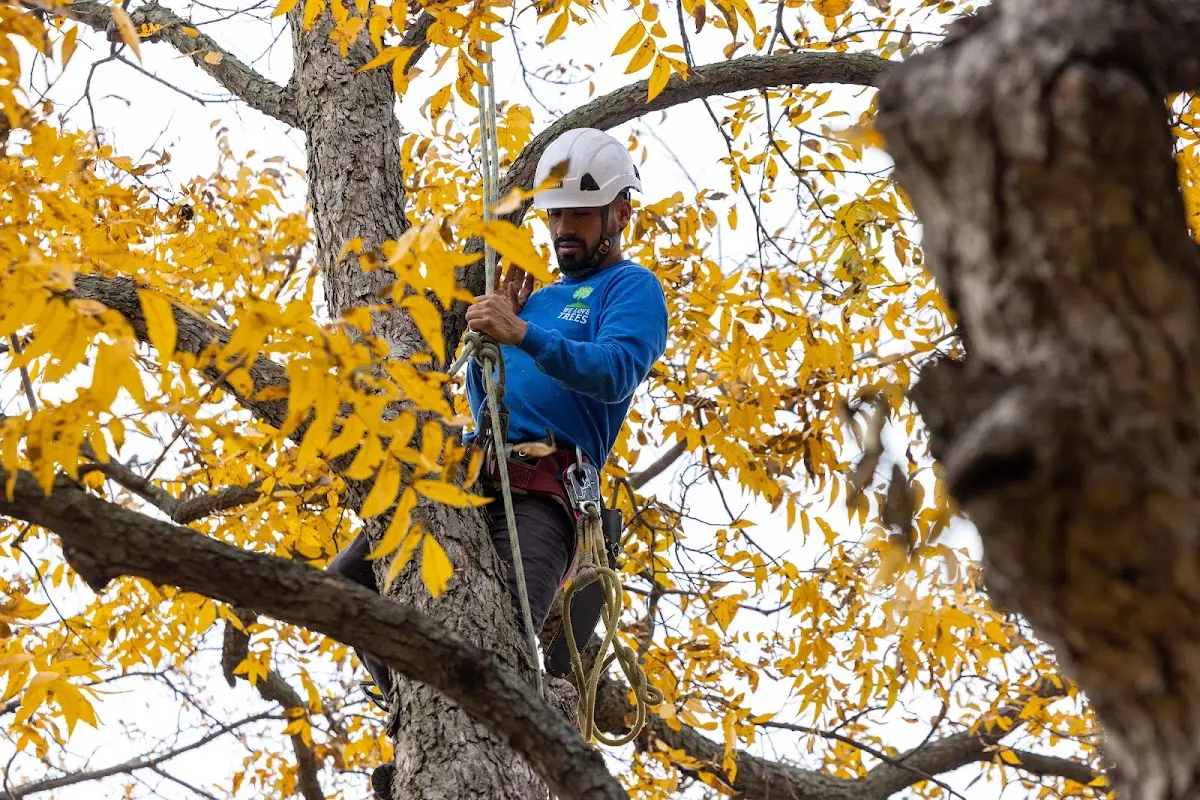 Skilled Tree Pruning crew working in Minnetonka Beach