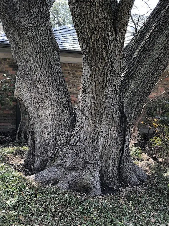 Mature heritage tree close to a Minnetonka Beach property cared for by certified arborists